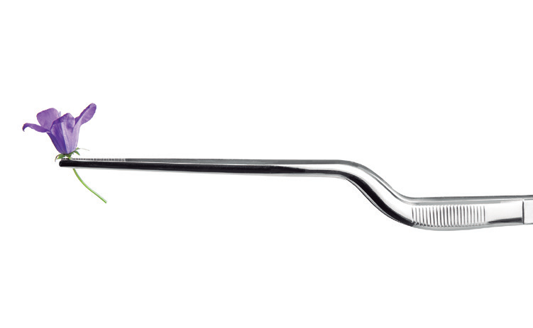 Pince de chef courbée 21 cm, Ibili