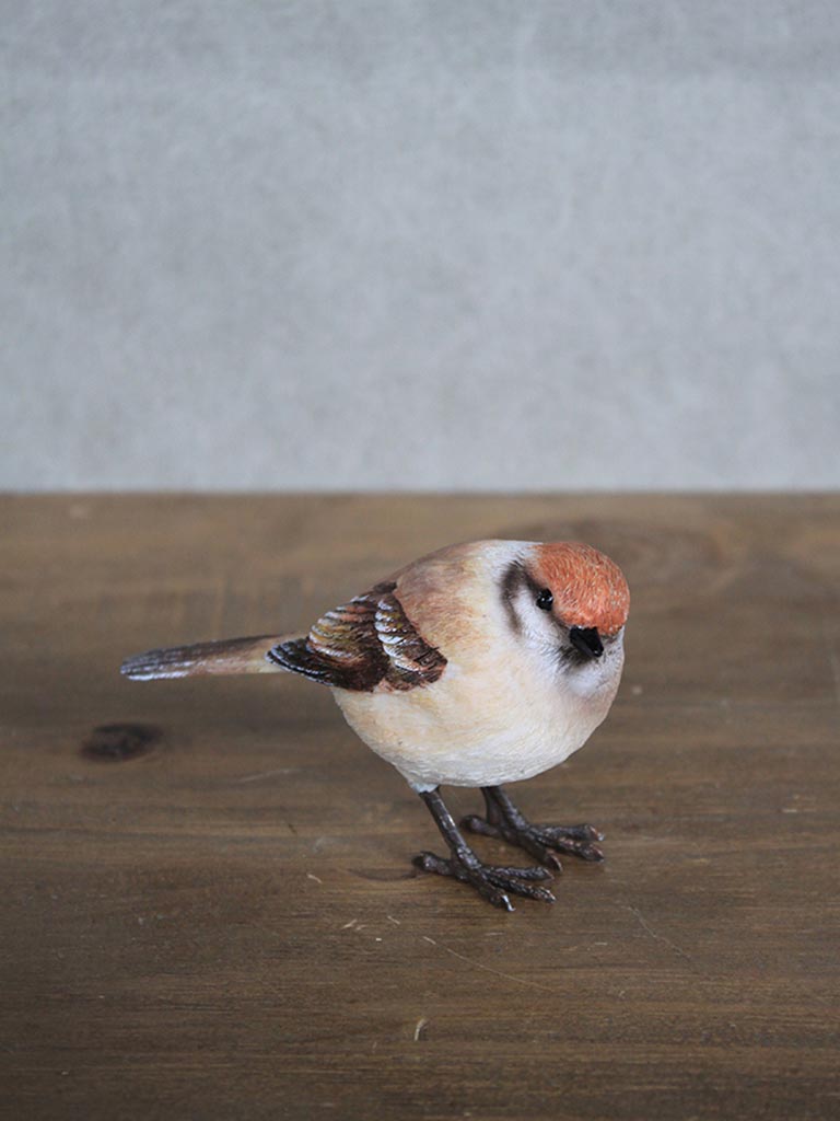 Oiseau Pie Grièche à tête rousse, Chéhoma