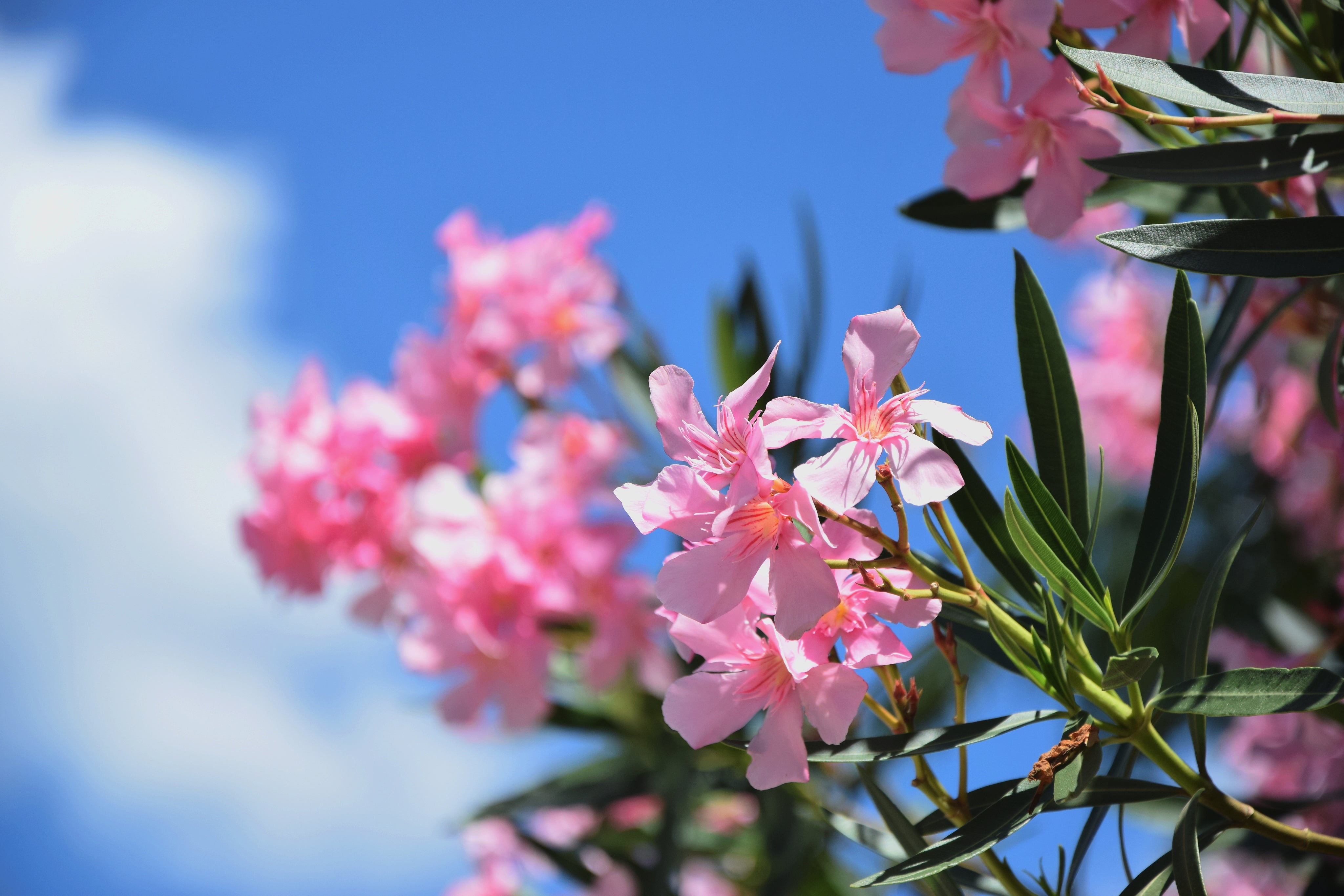 light-pink-blooming-flowers.jpg